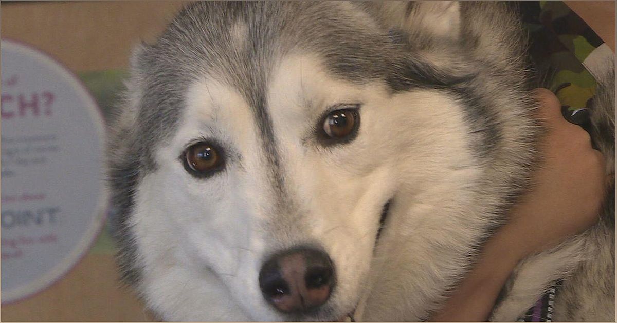 Protecting Your Furry Friends: A Warning for Dog Owners - -542739947