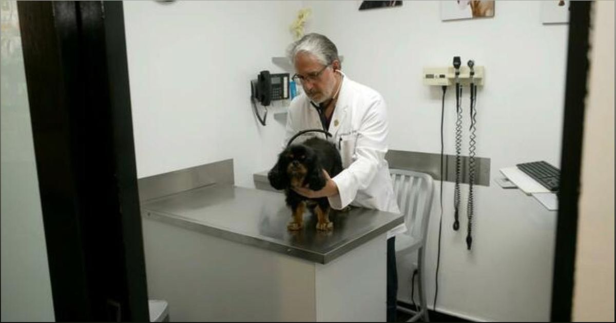 Protecting Your Furry Friends: A Warning for Dog Owners - -1500070849