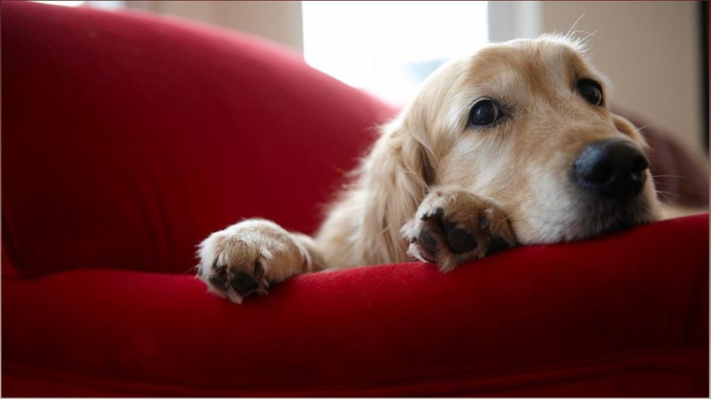 Protecting Your Furry Friends: A Warning for Dog Owners